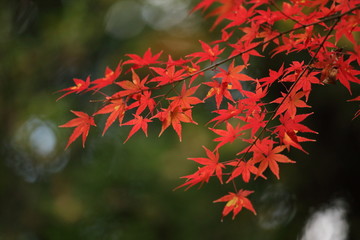 紅葉