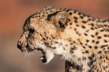 WILD CHEETAHS IN THE NATURE ON NAMIBIA