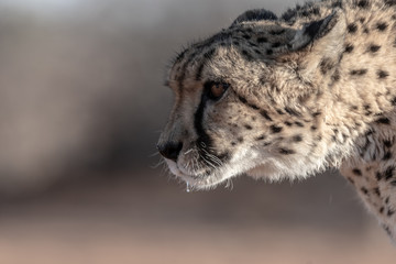 WILD CHEETAHS IN THE NATURE ON NAMIBIA