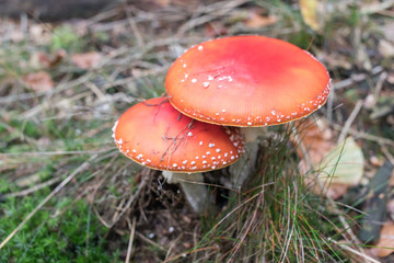 fly_agaric_pair