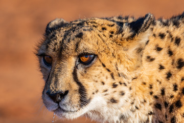 Guépard en Namibie, Afrique