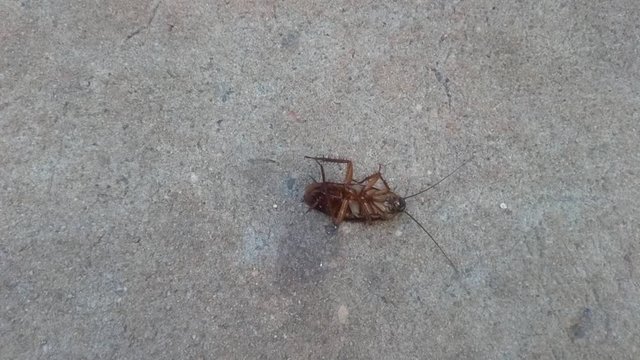 Cockroaches lie on their back on the floor and try to flip them up.