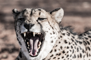 WILD CHEETAHS IN THE NATURE ON NAMIBIA