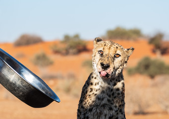 WILD CHEETAHS IN THE NATURE ON NAMIBIA
