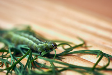 Caterpillar eat fresh herbs