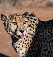 Guépard en Namibie, Afrique