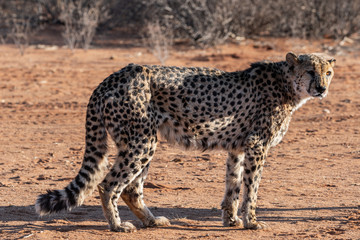 Guépard en Namibie, Afrique