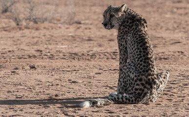 WILD CHEETAHS IN THE NATURE ON NAMIBIA