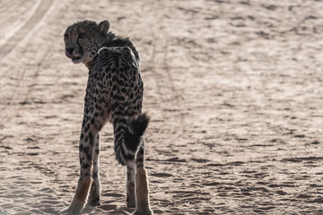 WILD CHEETAHS IN THE NATURE ON NAMIBIA