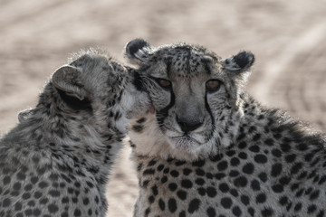 Guépard en Namibie, Afrique