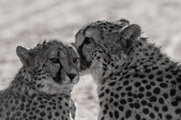 WILD CHEETAHS IN THE NATURE ON NAMIBIA
