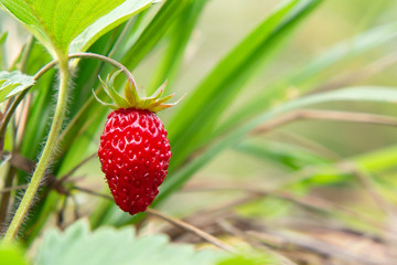 Ripe red berry of wild wild strawberries in the forest, close-up