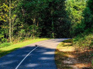 Squirrel on Walking Path Through the Woods