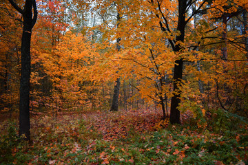 autumn in the park