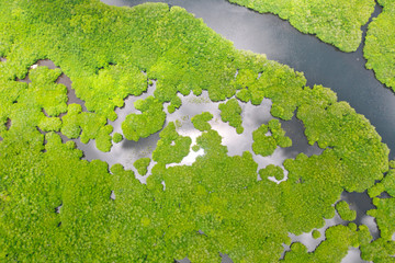 Mangroves, top view. Mangrove forest and winding rivers. Tropical background. The nature of the Philippines.