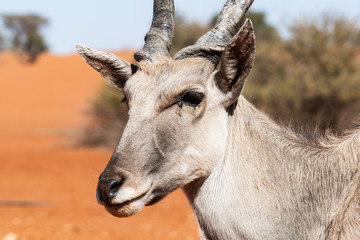 Koudou au parc national d'etosha en Namibie, Afrique