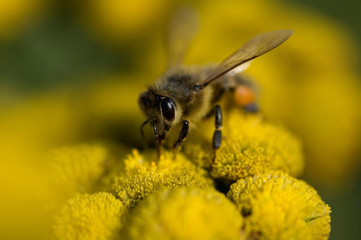  little insect bee sitting on a yellow flower on a summer warm day,