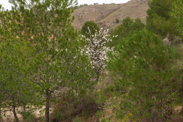 flowering almond tree among the pines