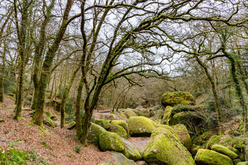 Winter in Brittany. In the forest of Huelgoat, in the heart of the mountains of Arrée in the Finistere, the rocks covered with green moss have created a famous chaos