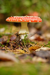 A beautiful red fly agaric standing in a mixed forest on the forest floor in October in autumn in Bavaria, Germany