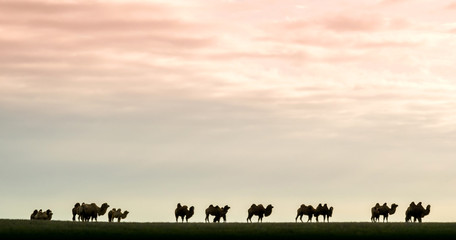 Silhouettes of the camels graze