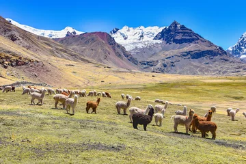 Foto auf Alu-Dibond A pack of Alpacas and Llamas graze agains the backdrop of Mt Ausungate. Cusco, Peru © Mark