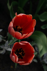 Two red tulips top view. On a black blurred background with green leaves. Black mid tulips are visible.