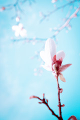 Magnolia branch with white flower on blue sky background. Stylized tone. Vertical orientation.