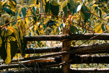 Part of the garden silt of thick branches with wild grapes woven on it. The leaves are illuminated with a control light.