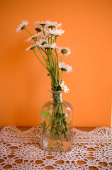 bouquet of white summer camomiles in a vase on an orange background