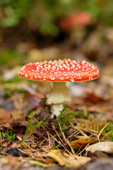 A beautiful red fly agaric standing in a mixed forest on the forest floor in October in autumn in Bavaria, Germany