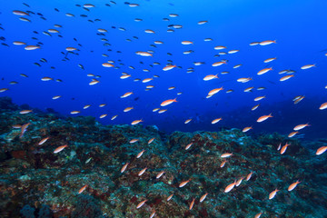 Fototapeta na wymiar 小笠原の青い海を泳ぐカシワハナダイの群れ