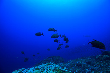 Fototapeta premium カッポレとナンヨウカイワリの群れ 小笠原