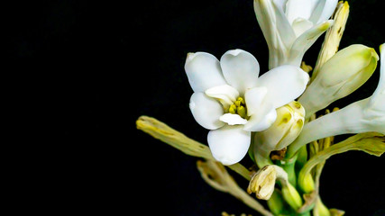 Isolated close up tuberose flower