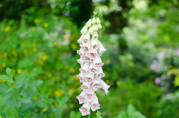 Pink Flowers. Digitalis Purpurea In The Garden.