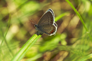 Obraz premium European Lepidoptera the Provencal short-tailed blue - Cupido alcetas - sitting on a grass. Green background