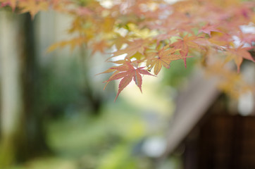 Autumn Leaves On A Green Background.