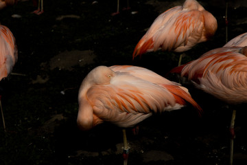 Fototapeta na wymiar pink pelican bird standing in the dark water at the zoo
