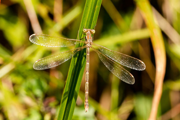 Macro of a green brown Sympetrum dragonfly, skimmer dragonflies, known as darters in the UK and as...