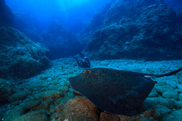  写真を撮るダイバーを威嚇するマダラエイ © shota