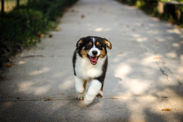 Running puppy at autumn. Jumping fun and happy pet walking outdoors.