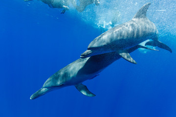 Obraz premium ボニンブルーの海を泳ぐミナミハンドウイルカ