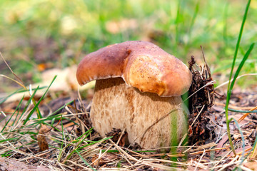Thick double Edible Boletus Edulis Mushroom, Known As A Penny Bun Or King Bolete Growing In Forest