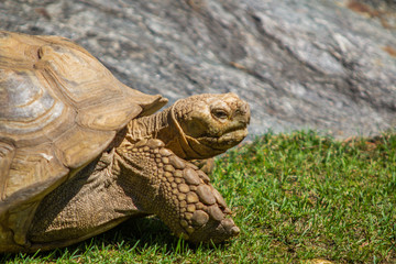 Tortue