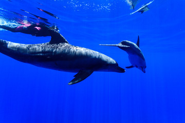 Naklejka premium 32282