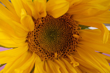 Beautiful large, yellow sunflower flower on a light purple background, close-up.