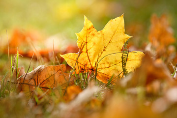A beautiful yellow autumn leaf of a maple tree is lying in the grass of a meadow together with brown oak leaves in October in Bavaria, Germany