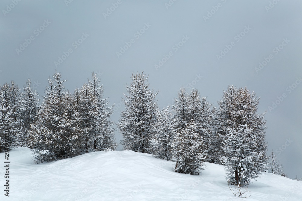 Wall mural snowy trees on a winter mountain landscape, gloomy weather