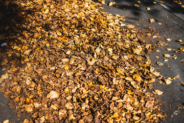 Feuille