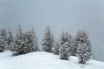 Obraz premium Snowy trees on a winter mountain landscape, gloomy weather
